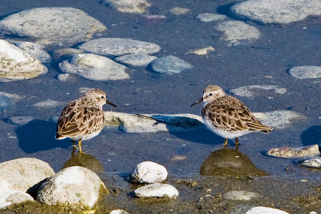 Least Sandpipers by Mike Baird from Morro Bay, USA is licensed under CC BY 2.0.